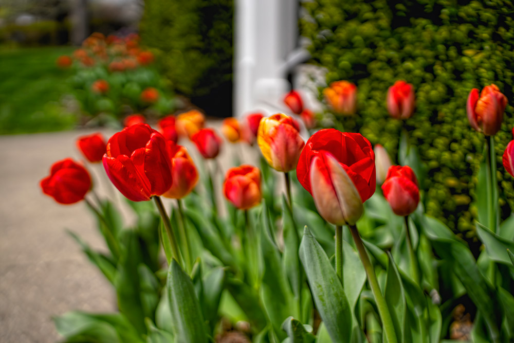 Red Tulips in bloom