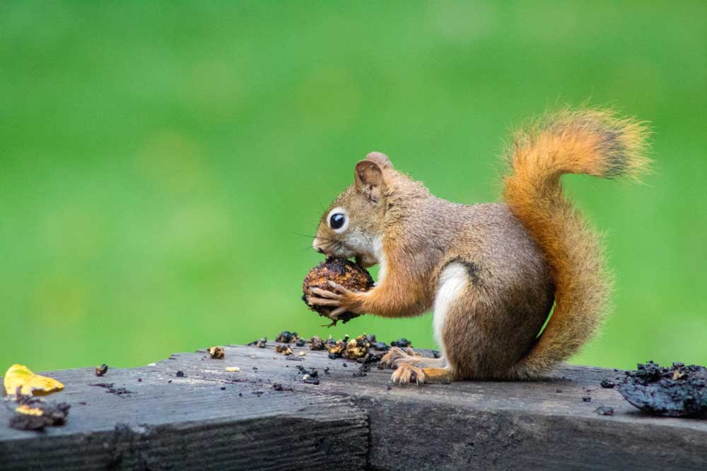 Squirrel eats a flower bulb