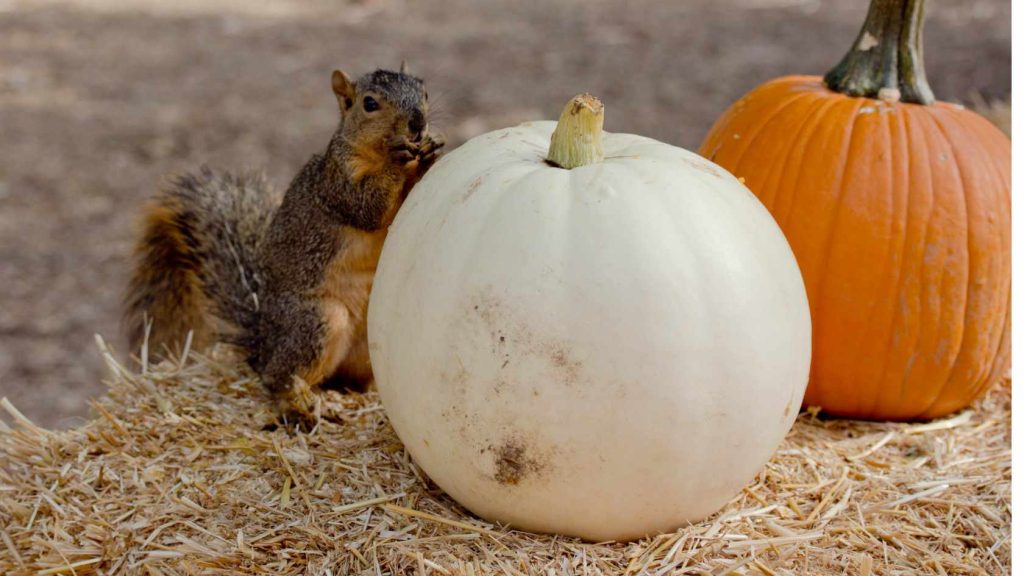 Squirrel standing near pumpkins
