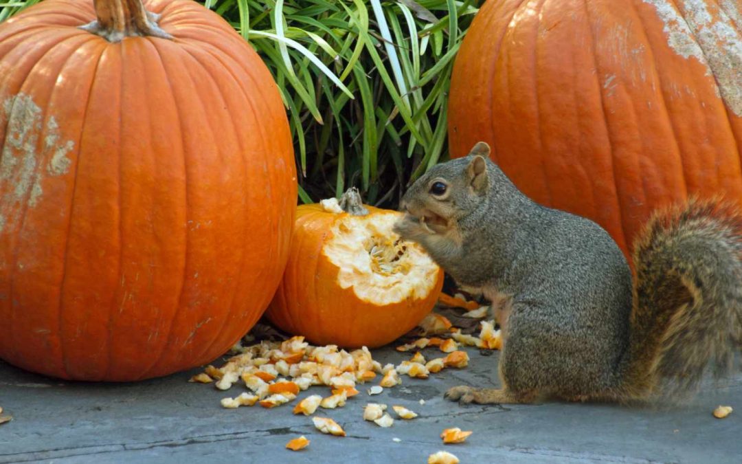 Grey squirrel eating pumpkin display