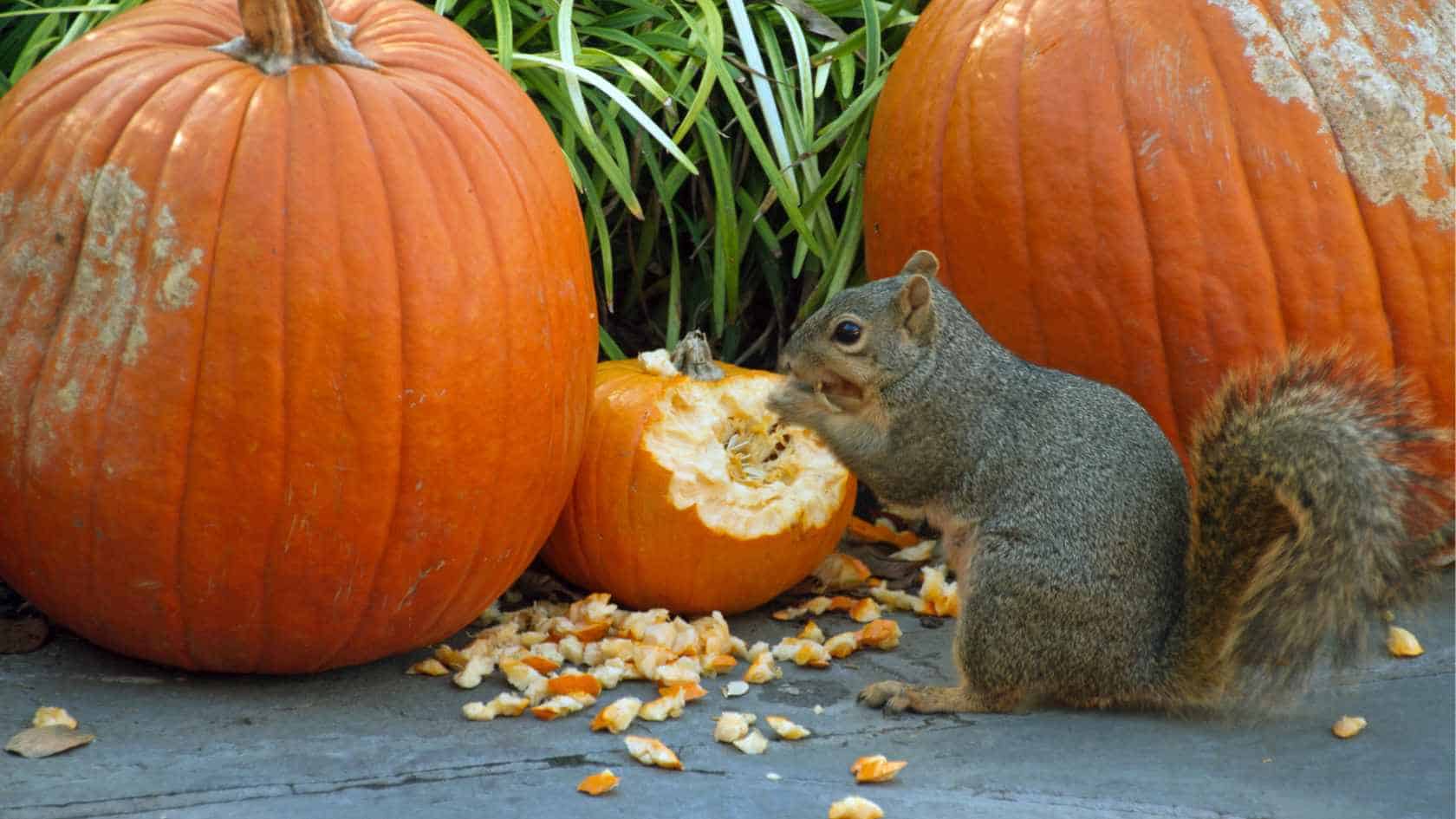 Stop Squirrels Eating Your Pumpkins American Gardens LLC