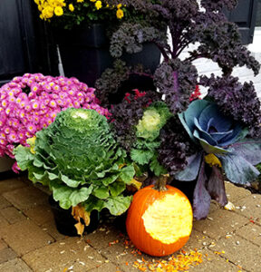 fall pumpkin and plants