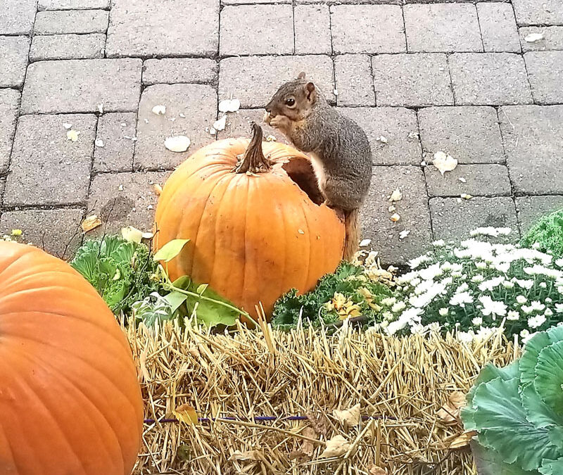 Squirrel eats pumpkin