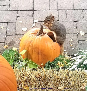 squirrels pumpkin
