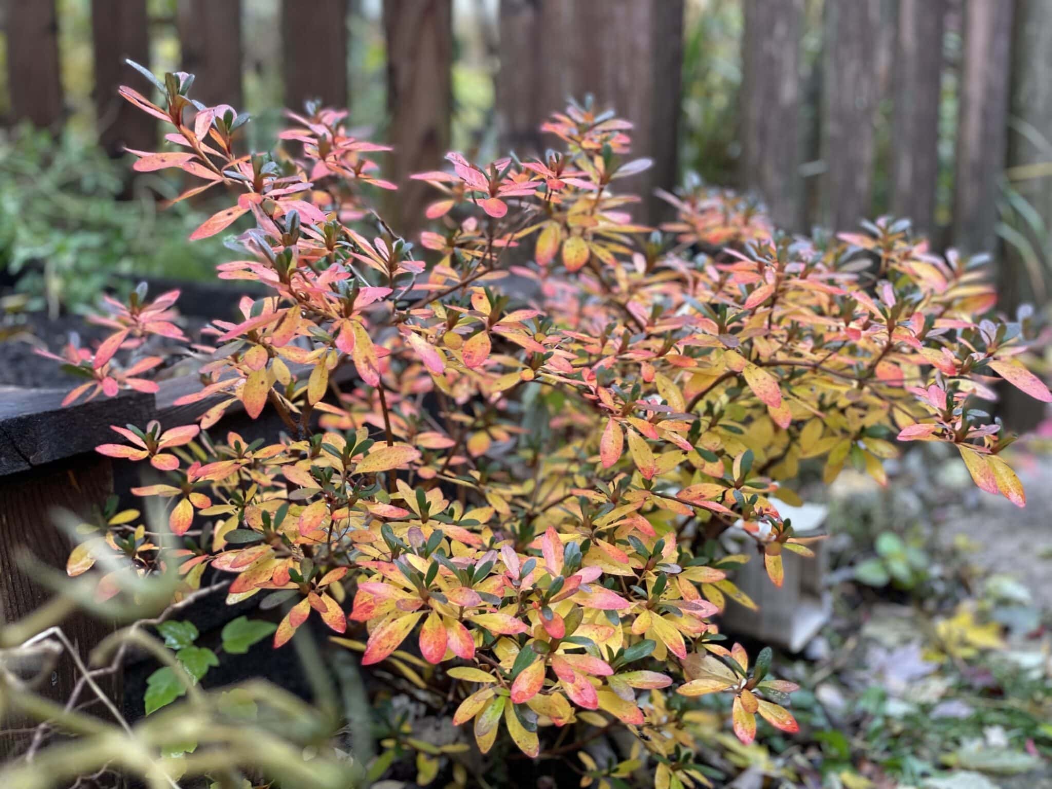 7 Colorful Fall Shrubs - American Gardens LLC