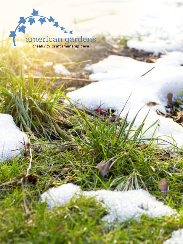 How And Why Your Chicago Lawn Died Over Winter American Gardens LLC