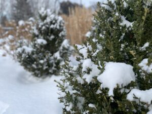 Snow sitting on multiple bushes