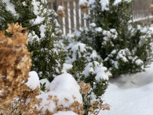 Snow collecting on bushes