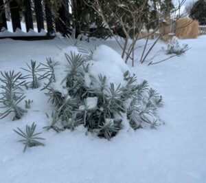 Snow sitting on top of small bush