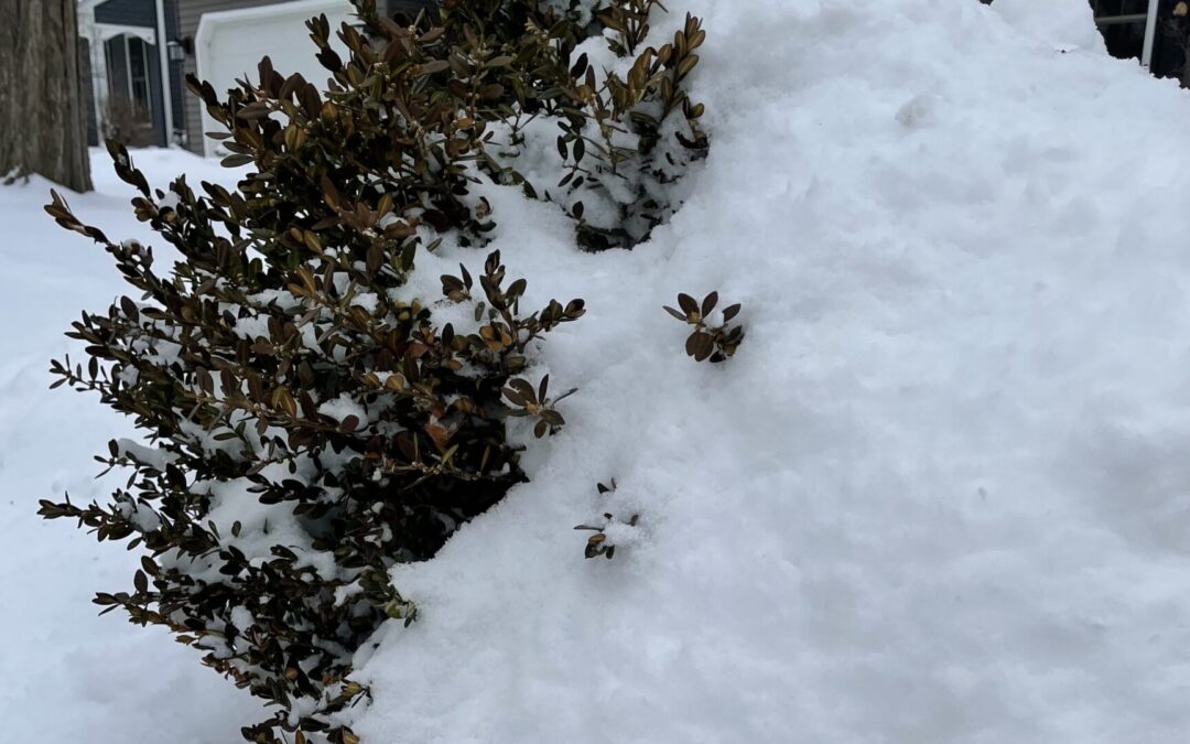 Heavy snow on outdoor boxwood bush