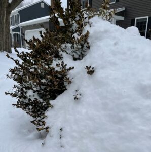 Will Heavy Snow Kill my Plants?
