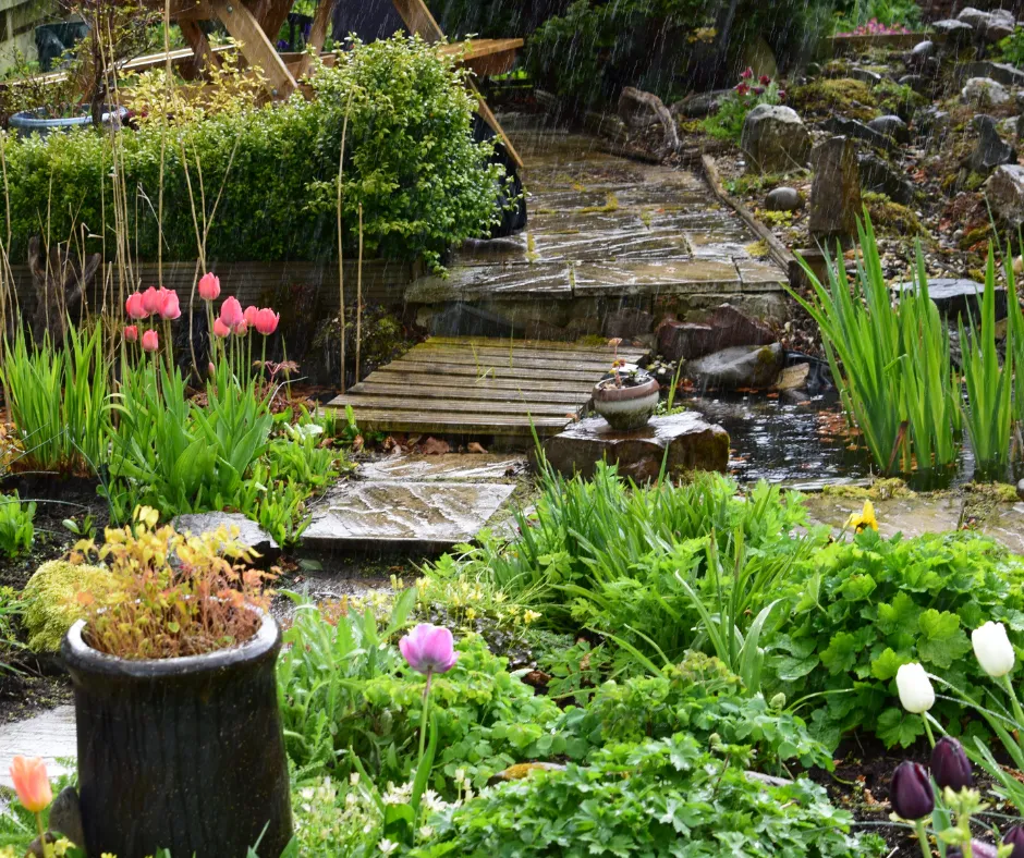Effective Backyard Drainage Solutions- Rain Gardens
