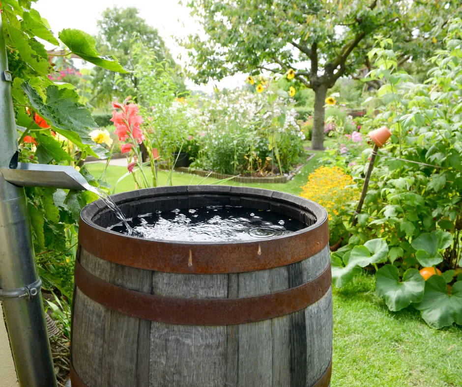 Effective Backyard Drainage Solutions- Rain Barrels