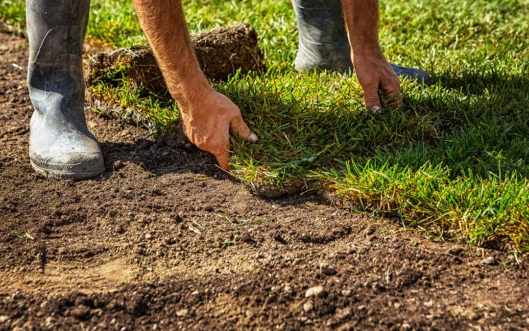 Should I Sod Or Seed My Lawn – 5 Pros and Cons