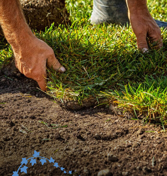 How to Repair Bare Spots in Your Chicago Lawn Pt. 2 – Sod