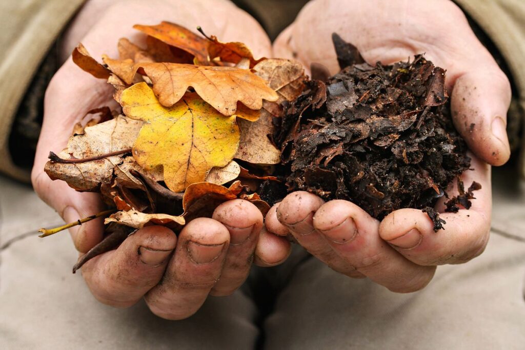 Leaf Mold