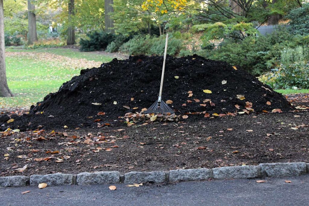 Fallen leaves in soil