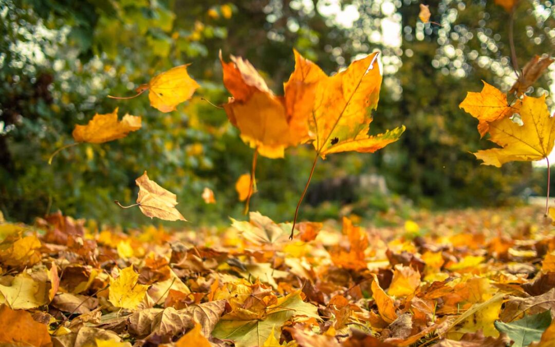 How To Use Fallen Leaves In The Garden