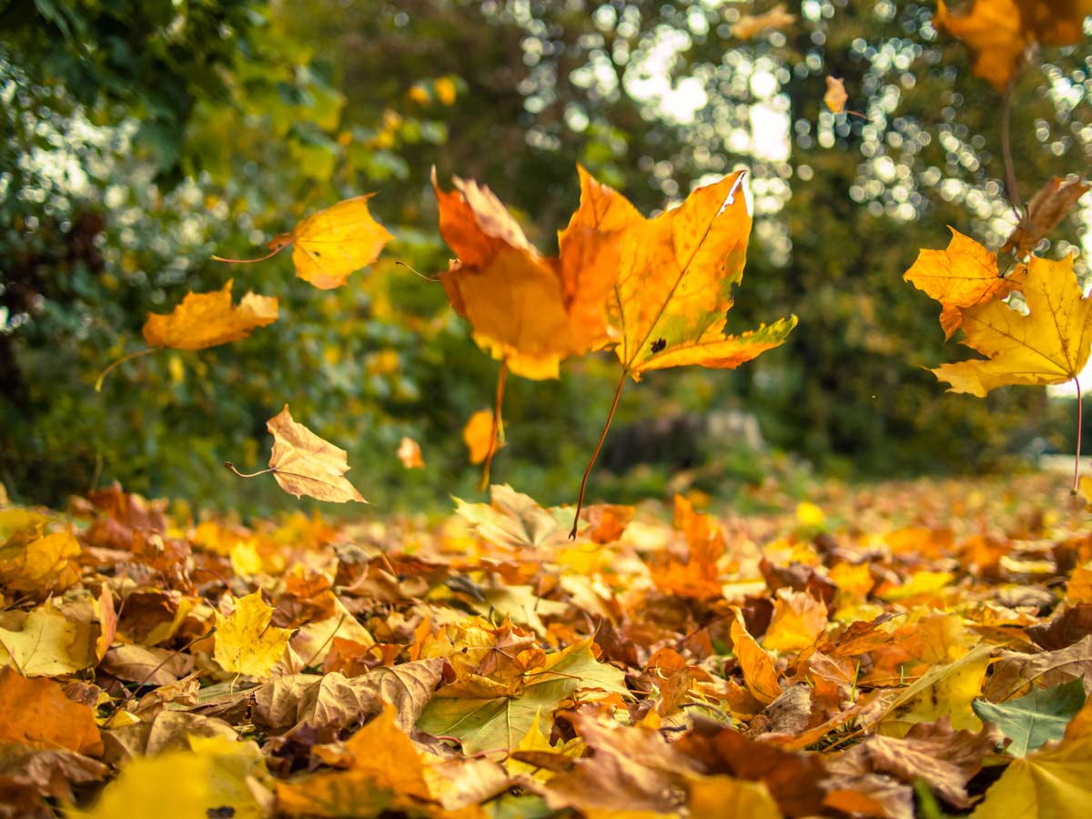 Using fallen leaves in the garden american gardens llc