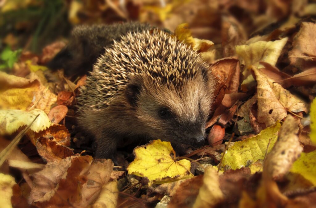 The Best Ways To Use Fallen Leaves: Leave It For Wildlife