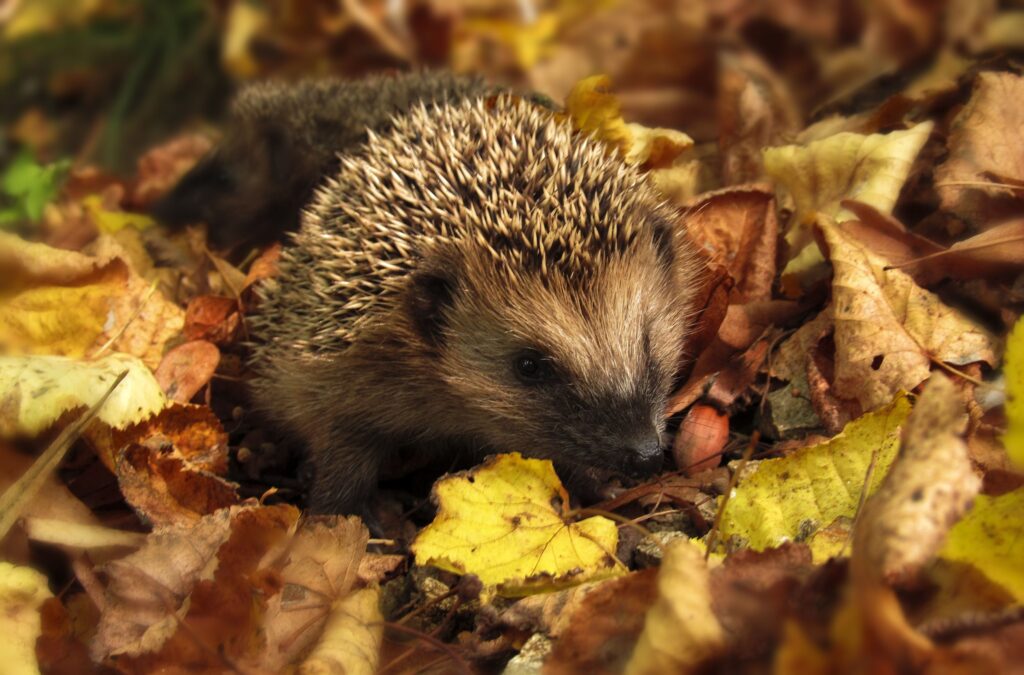 Hedgehog sitting in fallen leaves