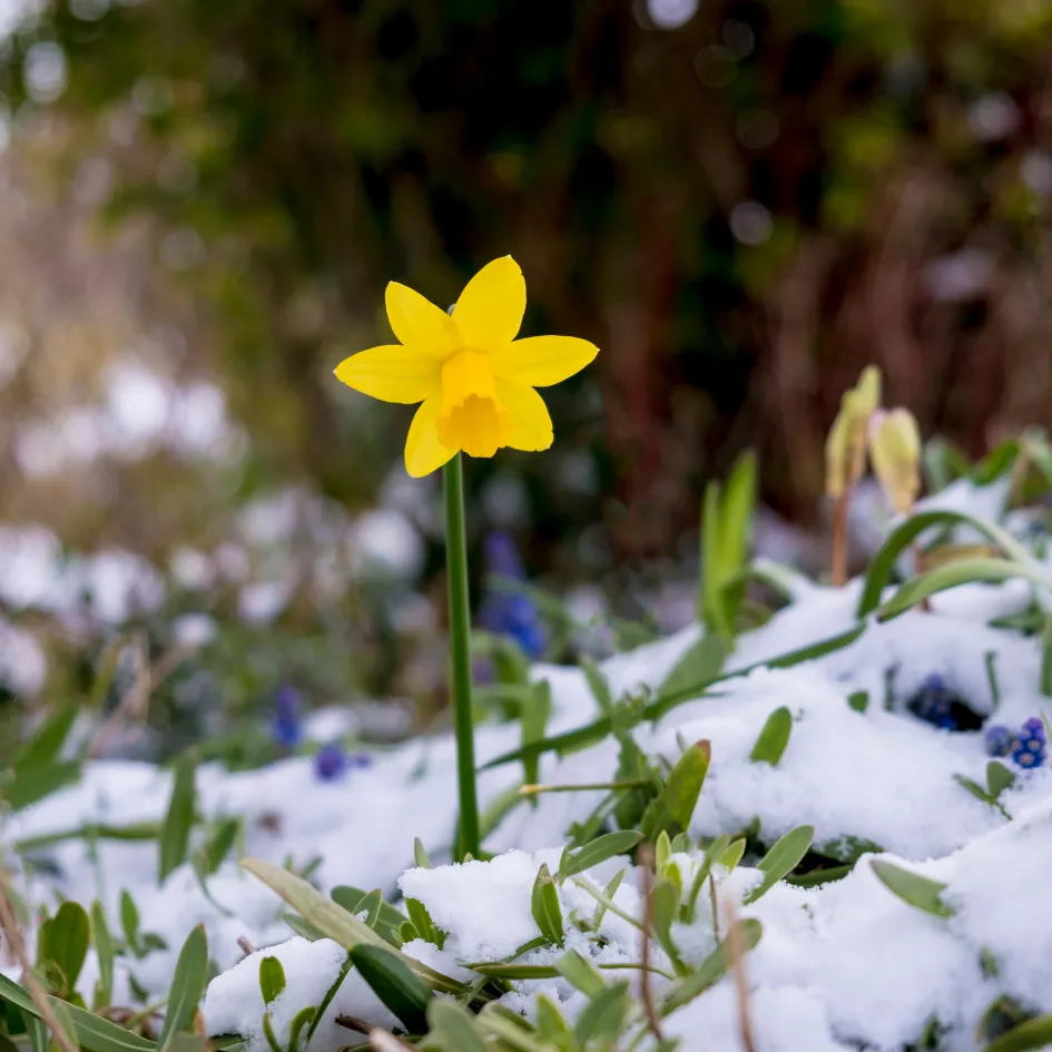 Landscaping Ideas To Try This Winter- Winter Blooms