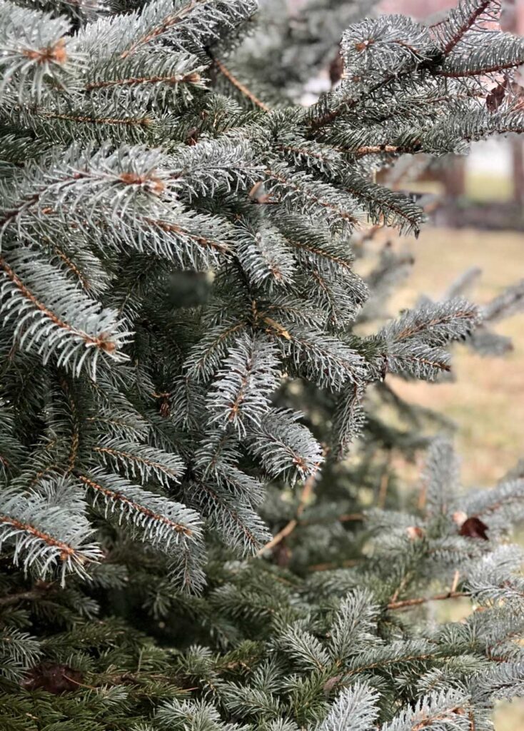 Landscaping Ideas To Try This Winter : Plant Evergreen Trees