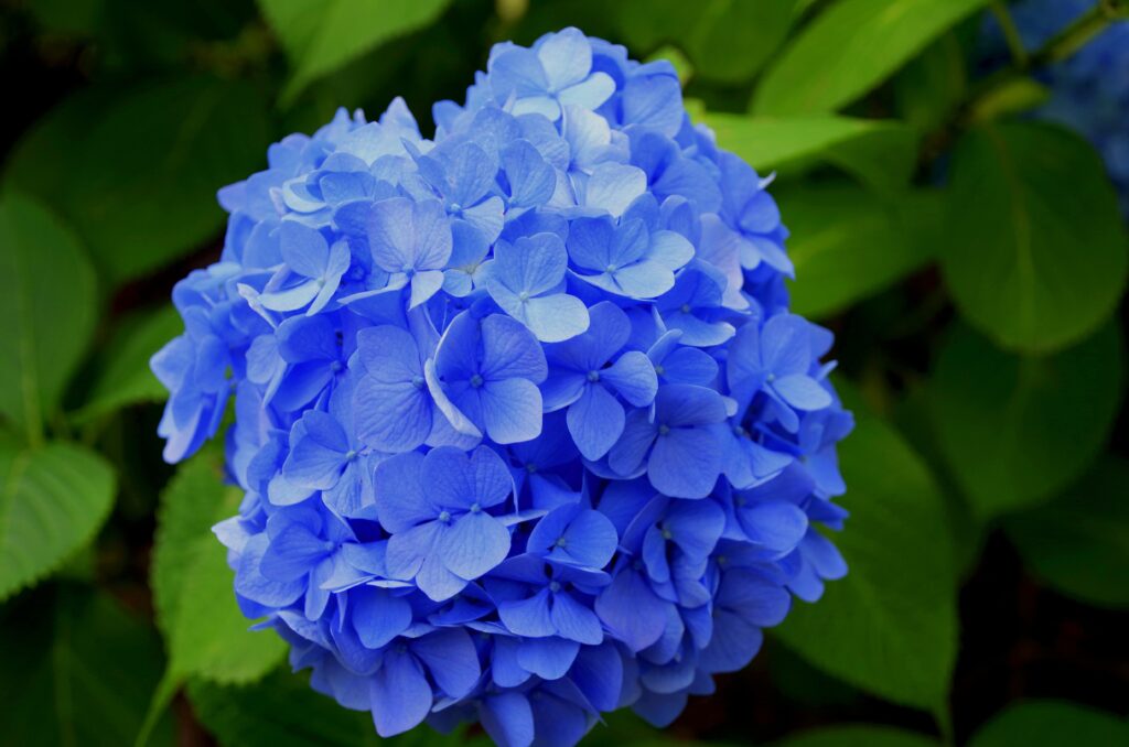 Safely Prune Hydrangeas ; Bigleaf Hydrangea