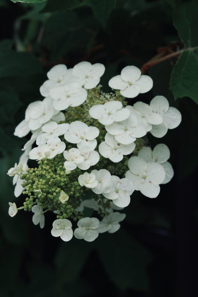 Safely Prune Hydrangeas ; Oakleaf Hydrangea