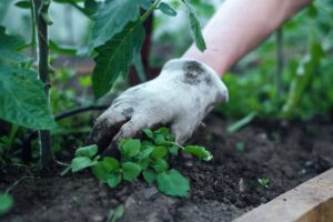 How To Deal With And Prevent Weeds