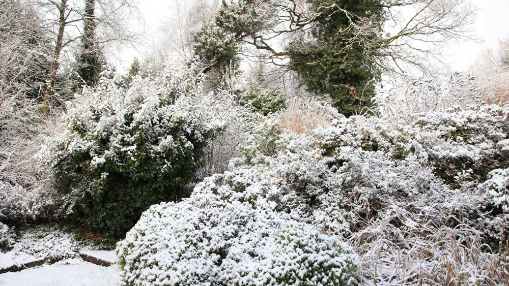 Snow on bushes and trees