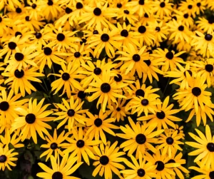 Prepping for Pollinator Week: Plants That Feed Bees, Butterflies, and Beauty