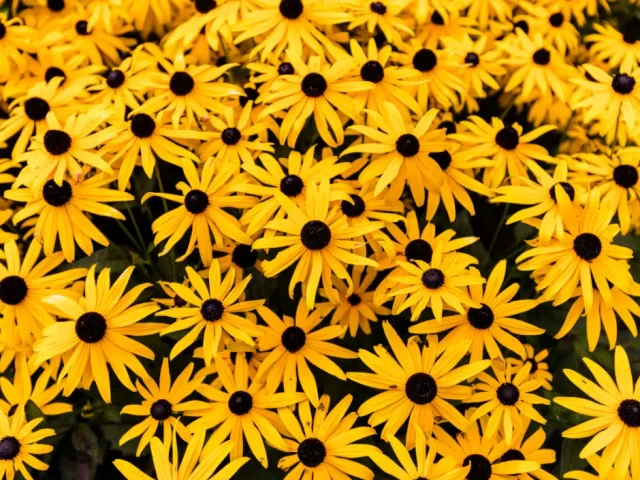 Prepping for Pollinator Week: Plants That Feed Bees, Butterflies, and Beauty