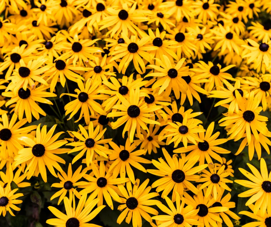 Plants for an Illinois Landscape: Black Eyed Susan; yellow daisy flowers