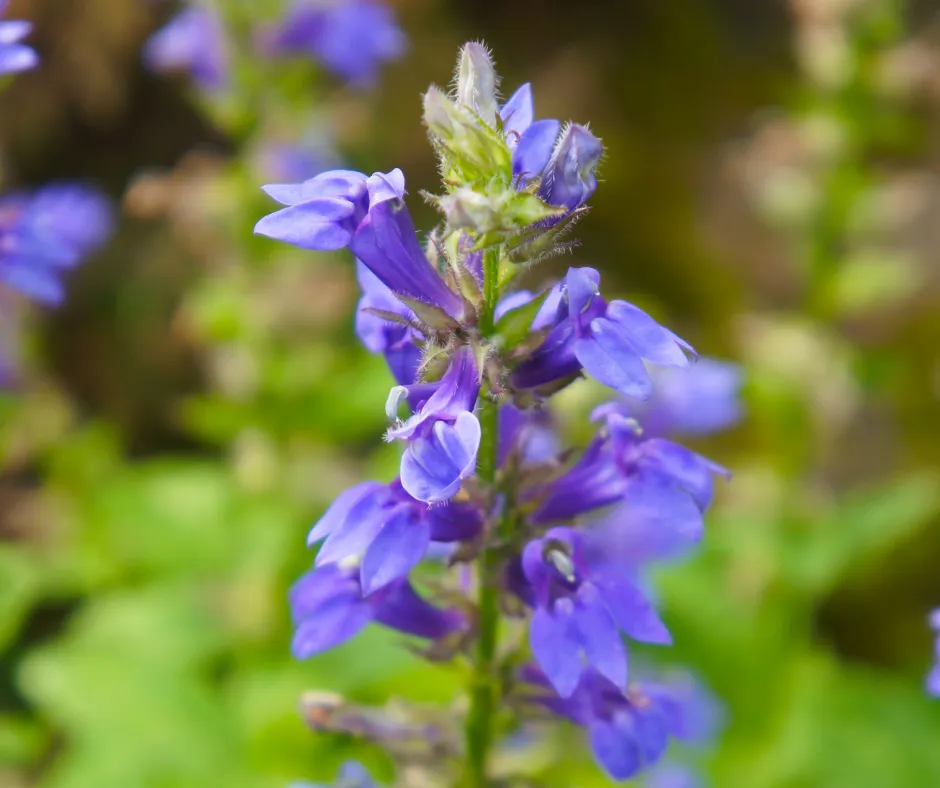 Plants for an Illinois Landscape: Great Blue Lobelia; close up of a blue/purple flower