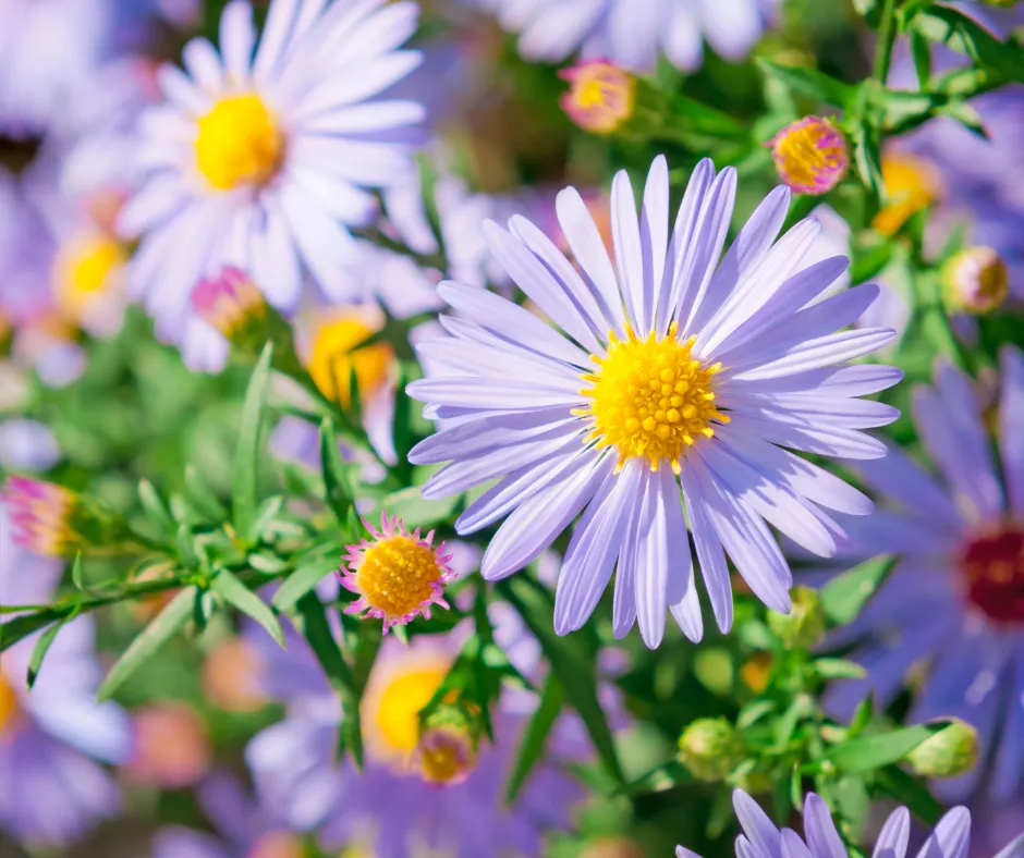 Plants for an Illinois Landscape: New England Aster; purple daisy looking flower