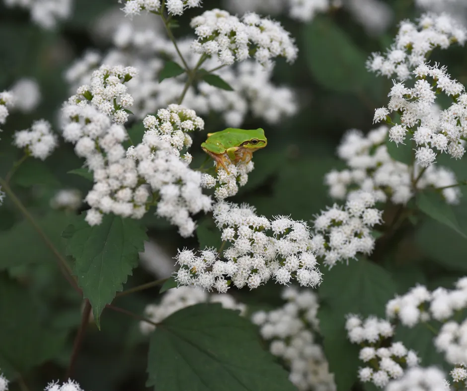 Plants for an Illinois Landscape: White Snakeroot Plant; white  flowers with a small green frog laying on top