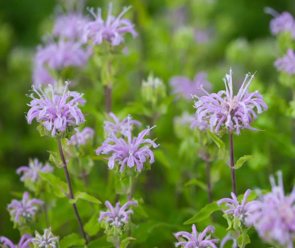Plants for an Illinois Landscape: Wild Bergamot; small purple flowers