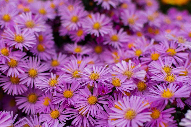 Plants for an Illinois Landscape: New England Aster