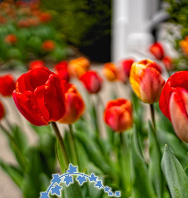 8 Reasons For Bulbs Not Blooming