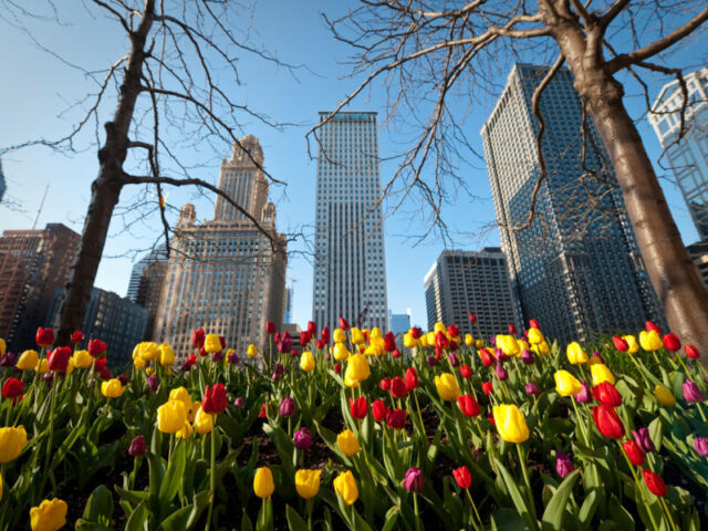 First Plants to Bloom in Spring in Chicago