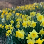 Mass of daffodils