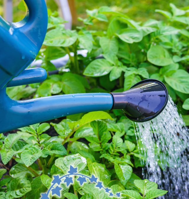 Quick Tips For Hand Watering Plants