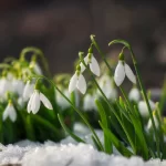 Snowdrop flowers nestled in snow