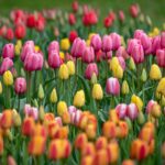 Variety of colored tulips in field
