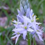Wild Hyacinth close up