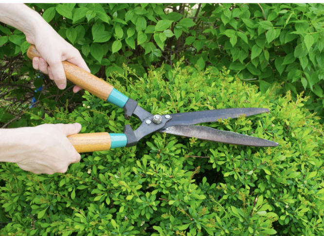 A Quick Guide to Garden Pruning