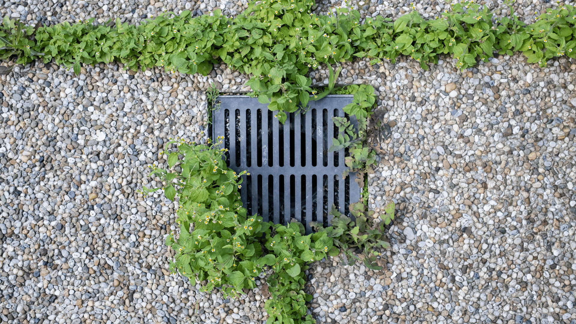 Cover that Drain - Expert Advice