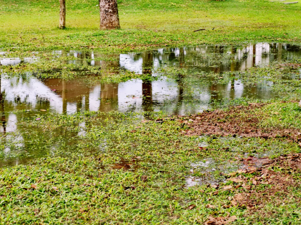 Why Rain Gardens Are Perfect For Your Chicago Landscape- prevent flooding