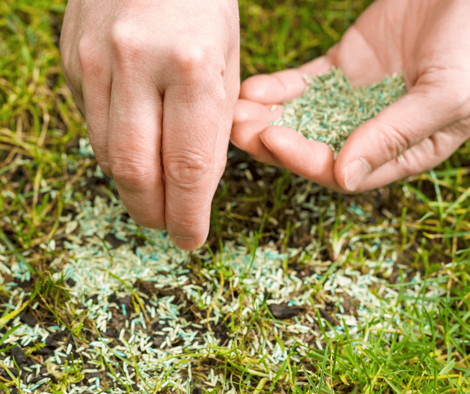 Is it too late to plant grass seeds in Chicago? Someone adding grass seeds to a patch in the grass.